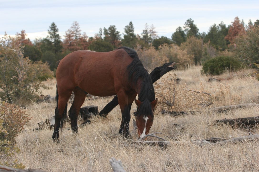 Heber Wild Horse